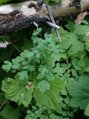 Thalictrum occidentale