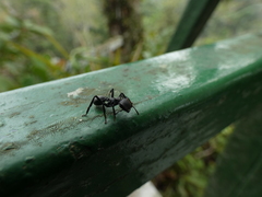 Cephalotes atratus