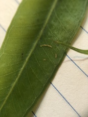 Ctenarytaina eucalypti