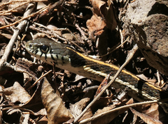 Thamnophis cyrtopsis cyrtopsis