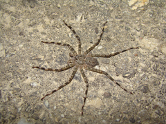Selenopidae