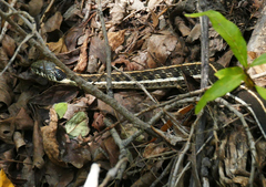 Thamnophis cyrtopsis cyrtopsis