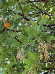Arbutus × andrachnoides