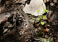 Thamnophis cyrtopsis cyrtopsis