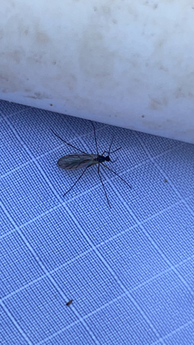 iNaturalist observation photo of Fungus Gnats and Gall Midges