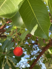 Arbutus × andrachnoides
