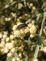 Astylus cyanerythrus