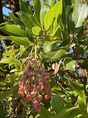 Arbutus × andrachnoides