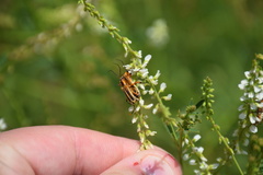 Chauliognathus marginatus
