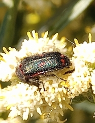 Astylus cyanerythrus