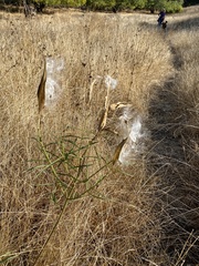 Asclepias fascicularis