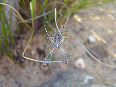 Argiope australis