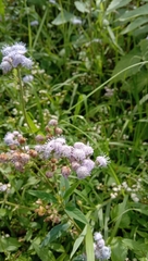 Ageratum