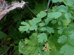 Thalictrum occidentale