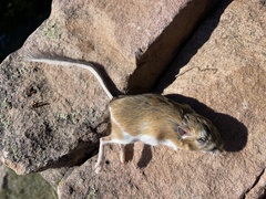 Dipodomys ordii