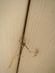 Latrodectus