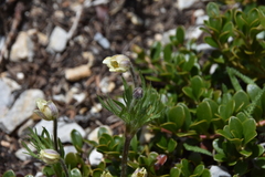 Anemone multifida