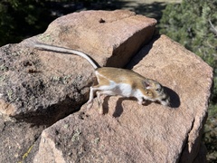Dipodomys ordii