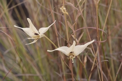 Gladiolus leptosiphon