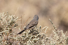 Artemisiospiza nevadensis