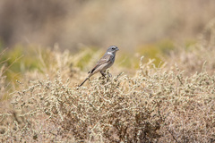 Artemisiospiza nevadensis