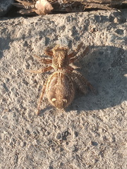 Plexippus paykulli