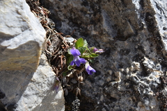 Viola adunca