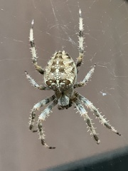 Araneus