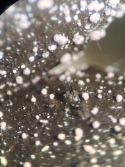 Podospora anserina