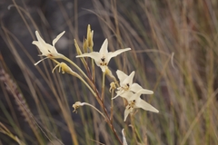 Gladiolus leptosiphon