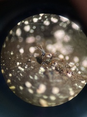 Podospora anserina
