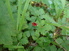 Rubus pedatus