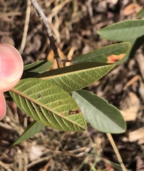 Stigmella rhamnella