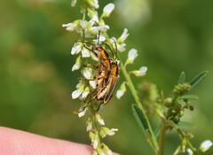 Chauliognathus marginatus