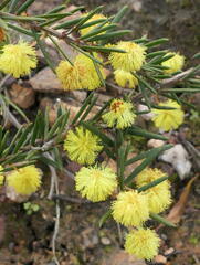 Acacia aculeatissima