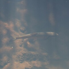 Semotilus corporalis