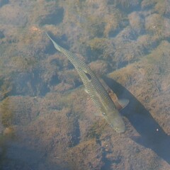 Semotilus corporalis