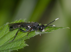 Tenthredo livida