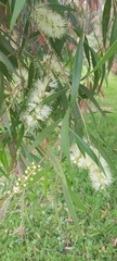 Melaleuca salicina