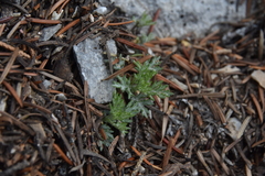 Artemisia michauxiana