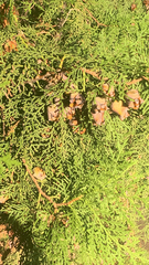 Platycladus orientalis