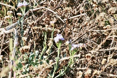 Limonium sinuatum
