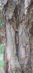 Melaleuca salicina