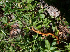 Calyptospora columnaris