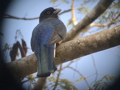 Trogon citreolus