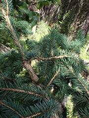 Picea engelmannii