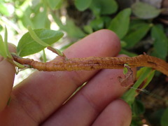 Calyptospora columnaris