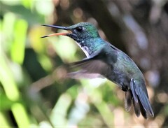 Chrysuronia versicolor