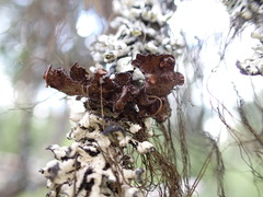 Tuckermanopsis platyphylla