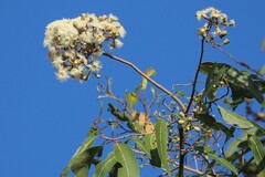 Corymbia clarksoniana